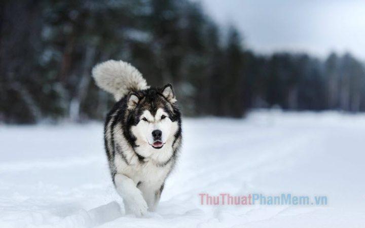 Hình Ảnh Chó Alaska Đẹp: Khám Phá Đặc Trưng và Hướng Dẫn Chăm Sóc Chuyên Sâu