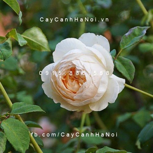 Hình ảnh hoa hồng Windermere