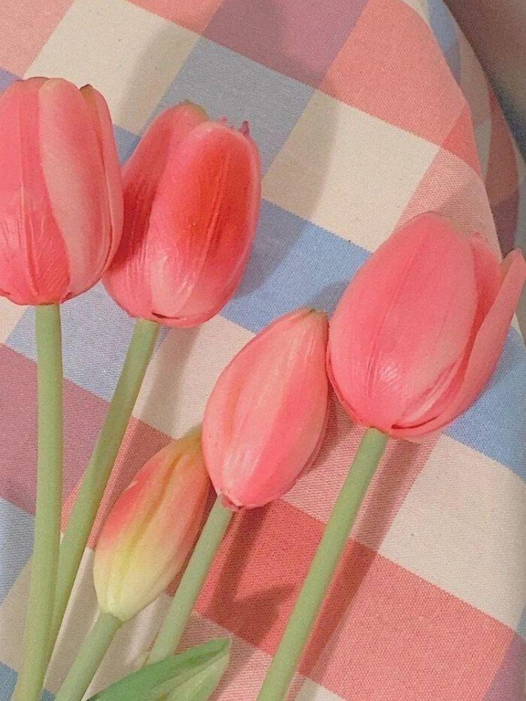 100+ hình nền hoa tulip Full HD 4K cực trang nhã thanh lịch