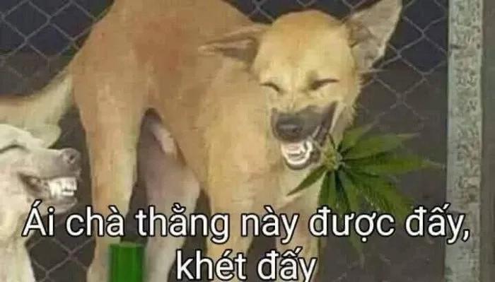 Những Con Chó Hài Hước: Tuyển Tập Meme Vui Nhộn Nhất