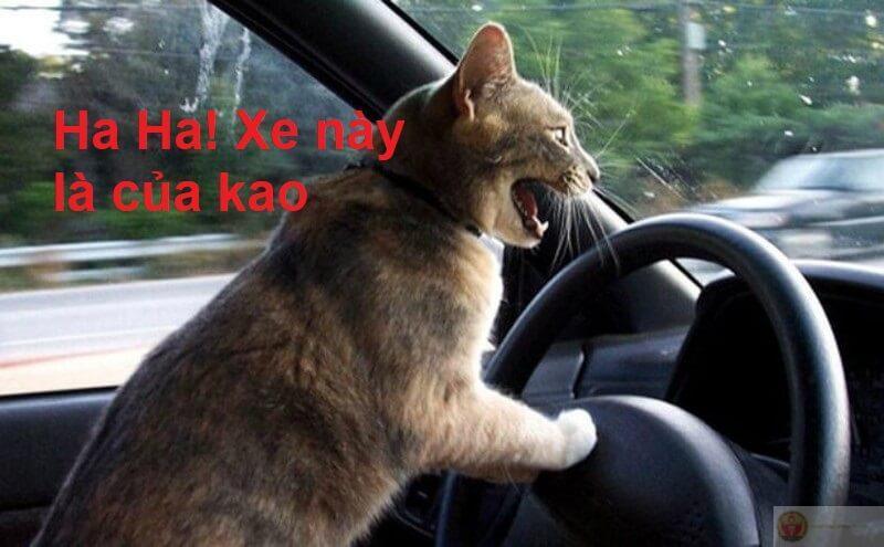 Tổng hợp meme cười đủ biểu cảm từ nhe răng đến cười đểu