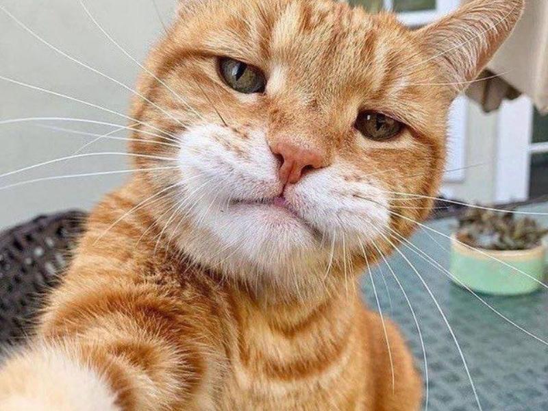 Meme mèo bựa cute