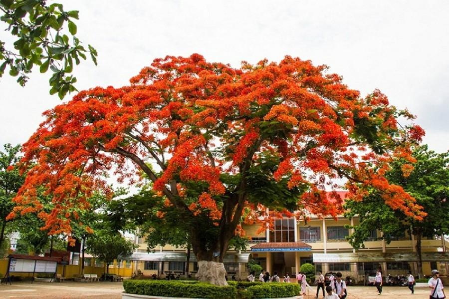 Soạn bài Chiếc lá đầu tiên sách văn 10 chân trời sáng tạo