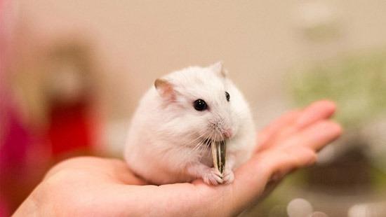 Lựa chọn phòng khám cho chuột hamster