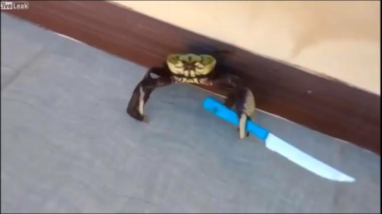 Phát sốt với con cua ‘đầu gấu’ cầm dao tấn công người như thật ảnh 1