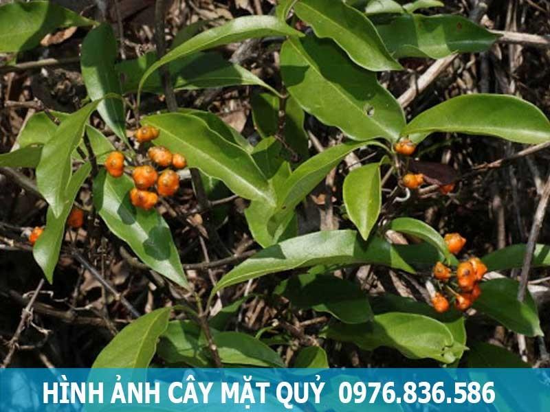 Cây mặt quỷ Morinda umbellata với thân leo và lá hình trứng, gợi liên tưởng tên gọi mặt quỷ trong văn hóa Việt và cảm hứng cho chủ đề hình nền theo chủ đề
