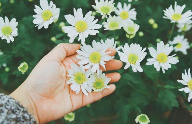 STT cúc họa mi, thơ về cúc họa mi hay