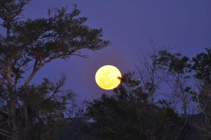 Image result for cảnh đêm trăng