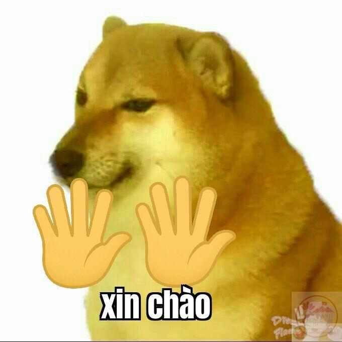 Xin chào bằng ảnh chế tạo nên phong cách giao tiếp trẻ trung và hiện đại