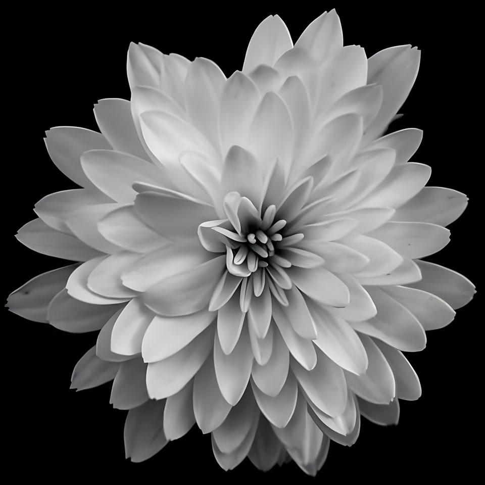 avatar hinh anh hoa cuc trang buon 960px 960px avatar 1