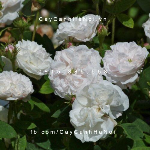 Hình ảnh hoa hồng Winchester Cathedral