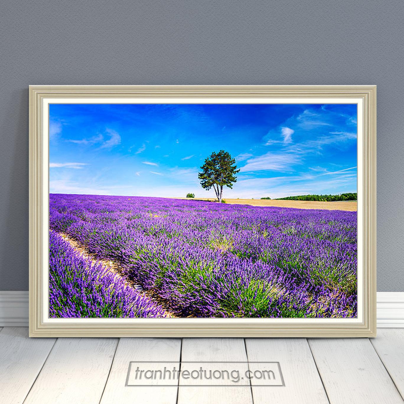 Bức tranh phong cảnh cánh đồng hoa lavender / oải hương tím, cây xanh giữa đồng, bầu trời xanh trong