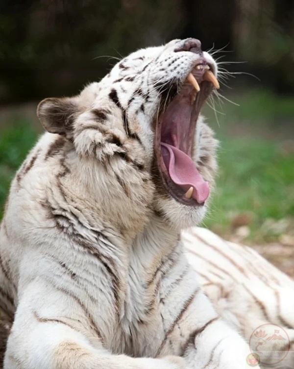 Meme mèo há mồm ngạc nhiên khiến bạn cười không ngừng với sự ngộ nghĩnh