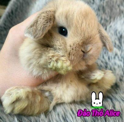 Thỏ nuôi làm cảnh