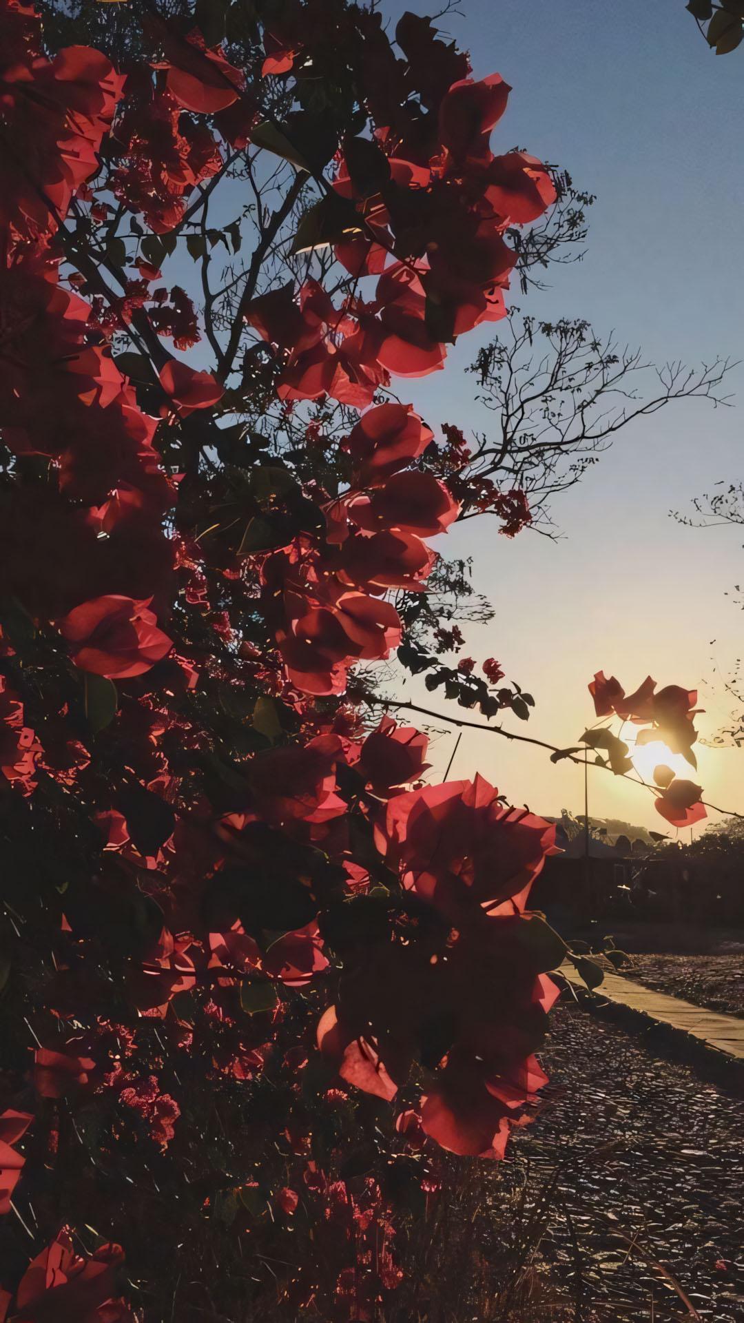 anh nen chill chill hoa buon 1920px 1080px full hd 1