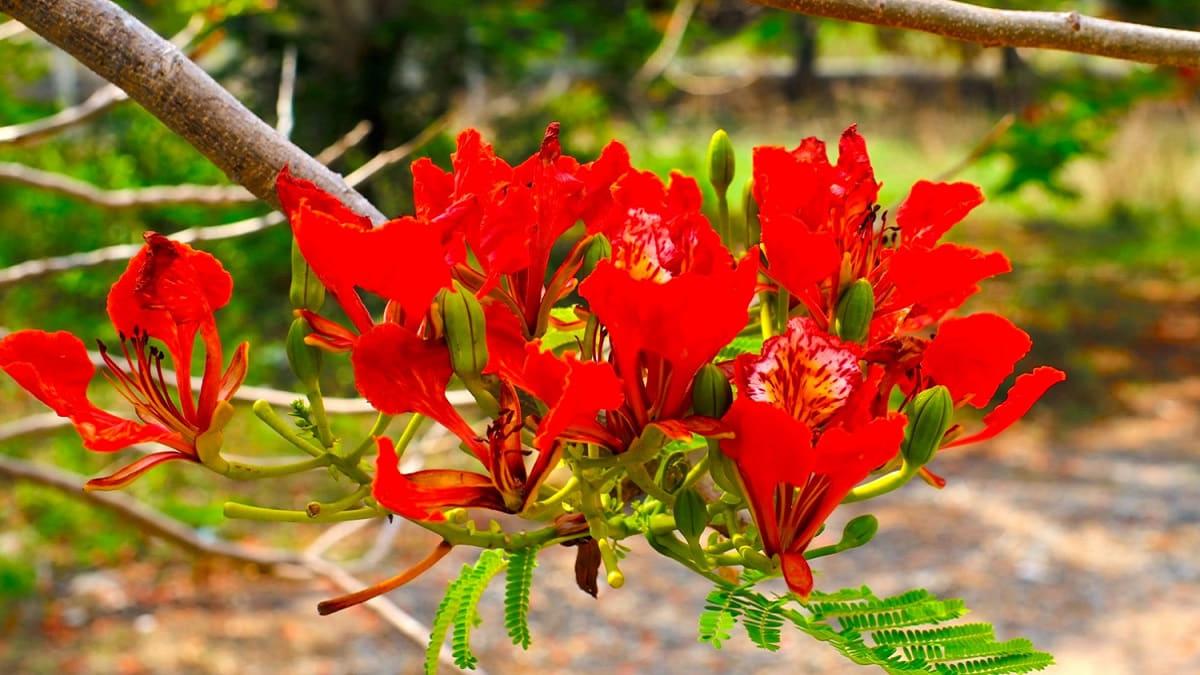 Bài thơ về hoa phương vĩ đầy cảm xúc