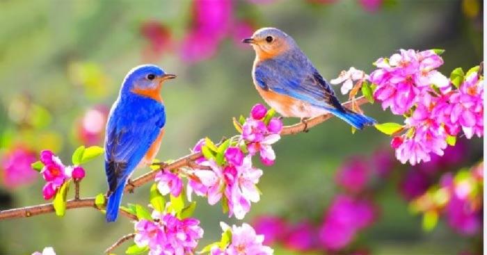 Sơ đồ tư duy phân tích bài thơ Chiều xuân