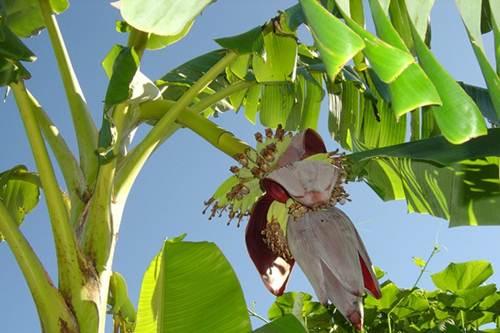 Truyện cổ tích: Sự tích cây chuối - 1