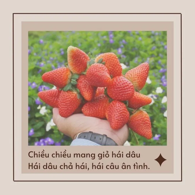 Tổng hợp stt về dâu tây, những bài thơ về vườn dâu đầy cảm xúc