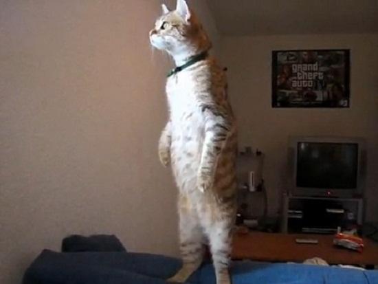 Mèo Đứng 2 Chân