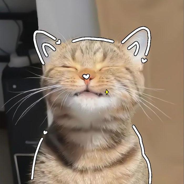 Đặc điểm chính của avatar mèo siêu cute?