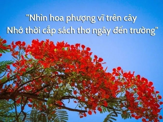 Top 25 bài thơ về hoa phượng hay và ấn tượng