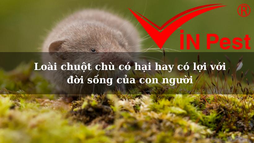 Loài chuột chù có hại hay có lợi với đời sống của con người
