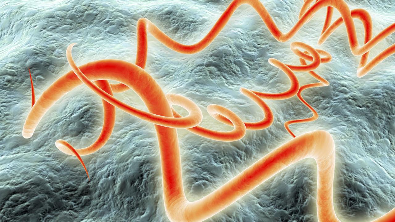 Bệnh giang mai ở nam là gì? Có nguy hiểm không? 1