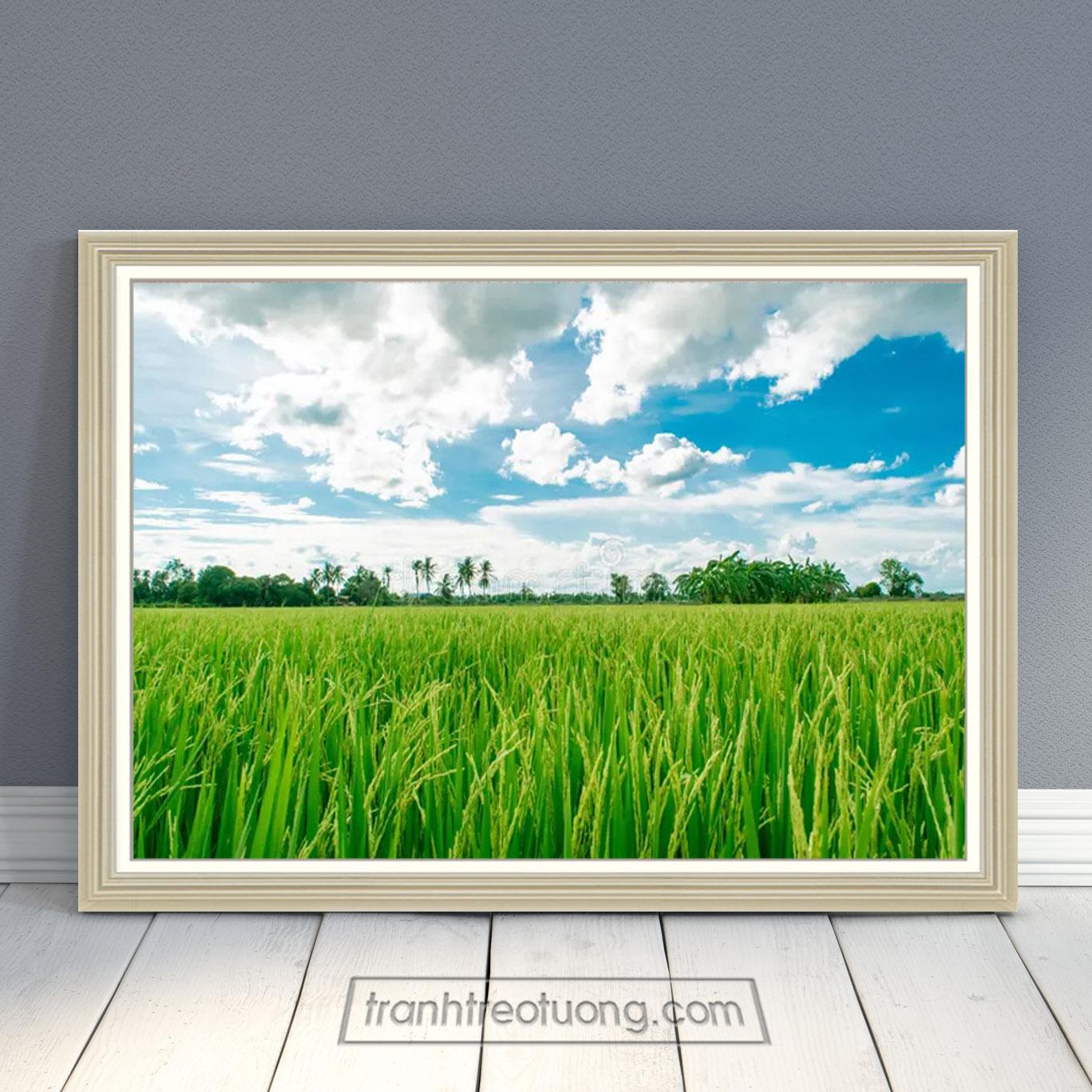 Tranh phong cảnh đẹp đồng lúa xanh tươi TDQ7013