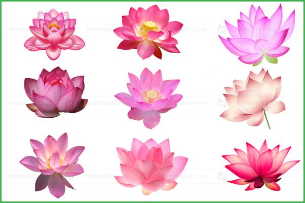 Hình ảnh hoa sen hồng vector