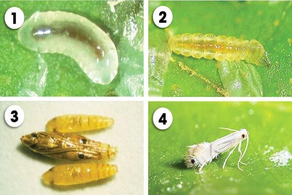 sau ve bua micro max c