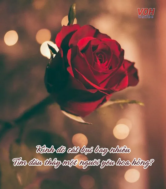 tong-hop-30-bai-tho-ve-hoa-bay-bong-khien-trai-tim-thon-thuc-voh-0