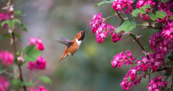 Phân tích khổ thơ cuối bài Mùa xuân nho nhỏ                                   Dàn ý & 7 bài văn mẫu lớp 9 hay nhất
