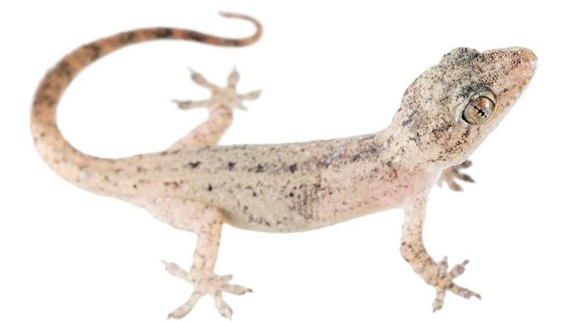 Thạch sùng có độc không? Công dụng của thạch sùng trong Đông Y mà bạn nên biết 1