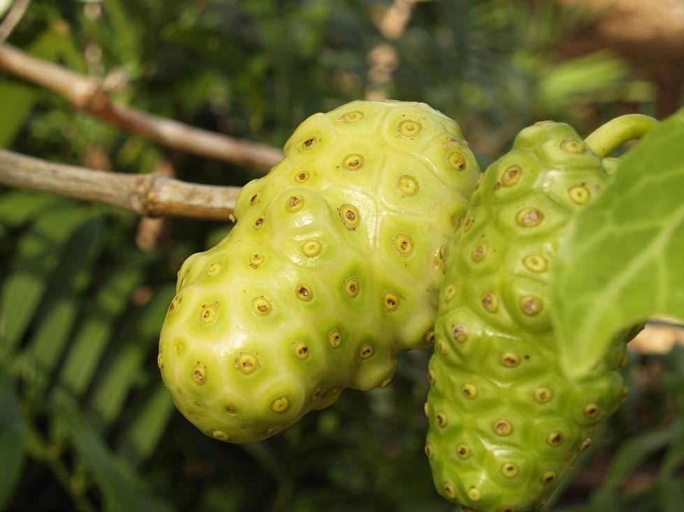 Công dụng thần kỳ của trái nhàu trong sức khoẻ và làm đẹp