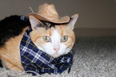 Mèo tam thể đực - hiếm và độc đáo với bộ lông ba màu.