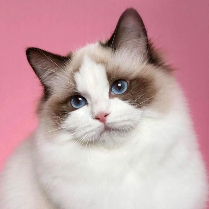 Tuyển tập 134+ avatar mèo vô tri cute, lầy lội và thú vị