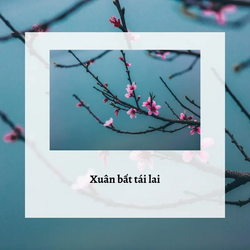 Những câu ca dao, tục ngữ về mùa xuân đầy sắc màu và cảm xúc