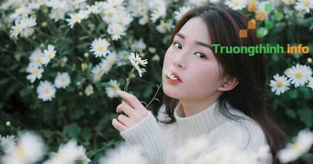 Thơ về cúc họa mi hay cho những ngày đầu đông thêm lãng mạn