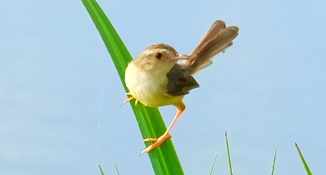 Soạn bài Con chim chiền chiện lớp 7 ngắn nhất