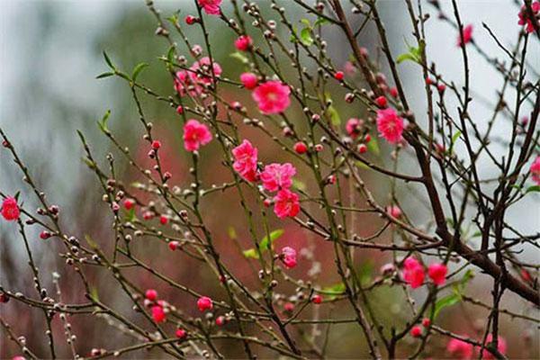 Sự Tích Hoa Đào, Hoa Mai Ngày Tết