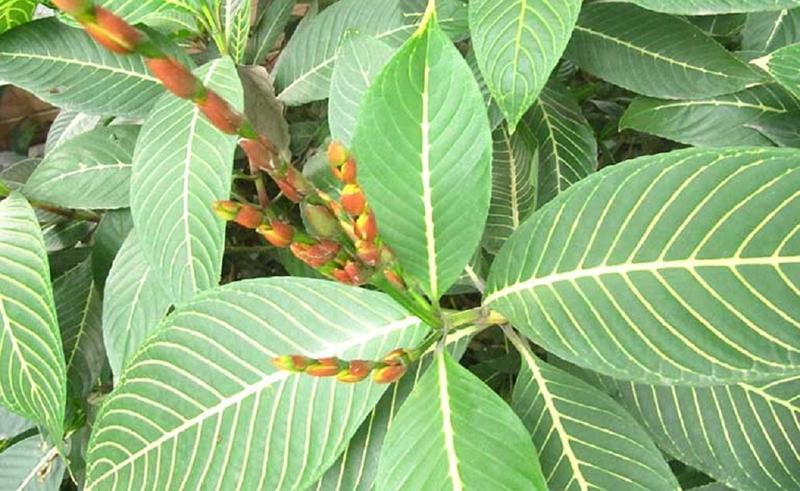 Cách dùng cây xăng sê chữa trào ngược dạ dày an toàn và hiệu quả 1