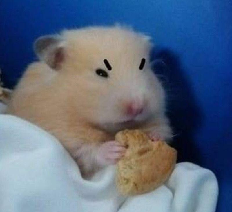 Giới thiệu trào lưu meme chuột