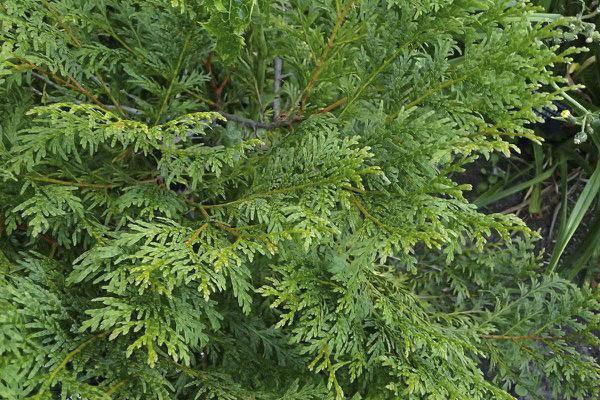 Cây gỗ nhai bách