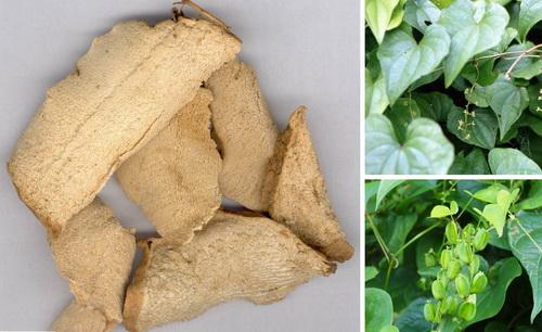 Tỳ giải (rễ củ của cây tỳ giải) là vị thuốc trong bài “Tỳ giải phân thanh ẩm” trị tiểu ra dưỡng chấp thể bạch trọc.