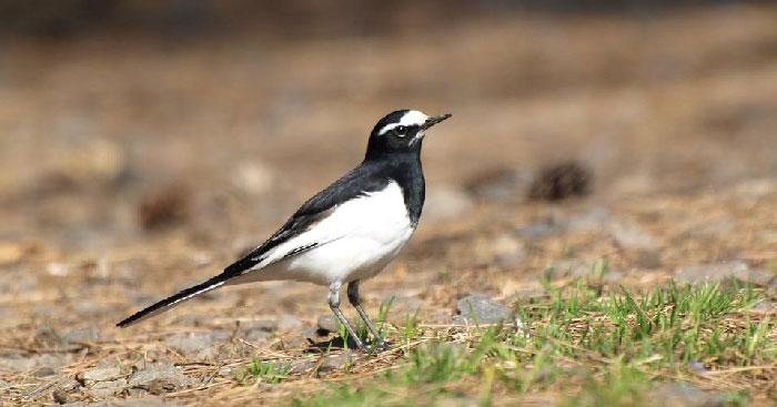 Bầy chim chìa vôi của Nguyễn Quang Thiều
