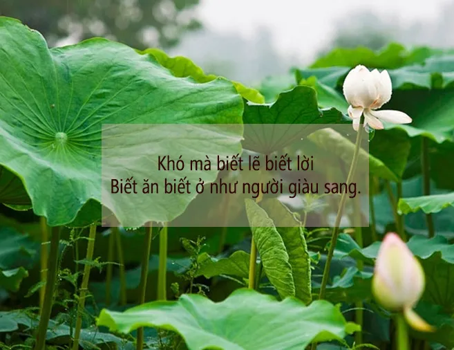 Ca dao tục ngữ về liêm khiết đời người nên đọc một lần! 1