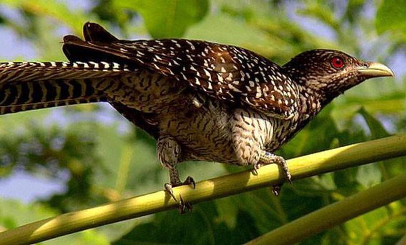 Sơ đồ tư duy Cảm nhận bài thơ Từ ấy của Tố Hữu