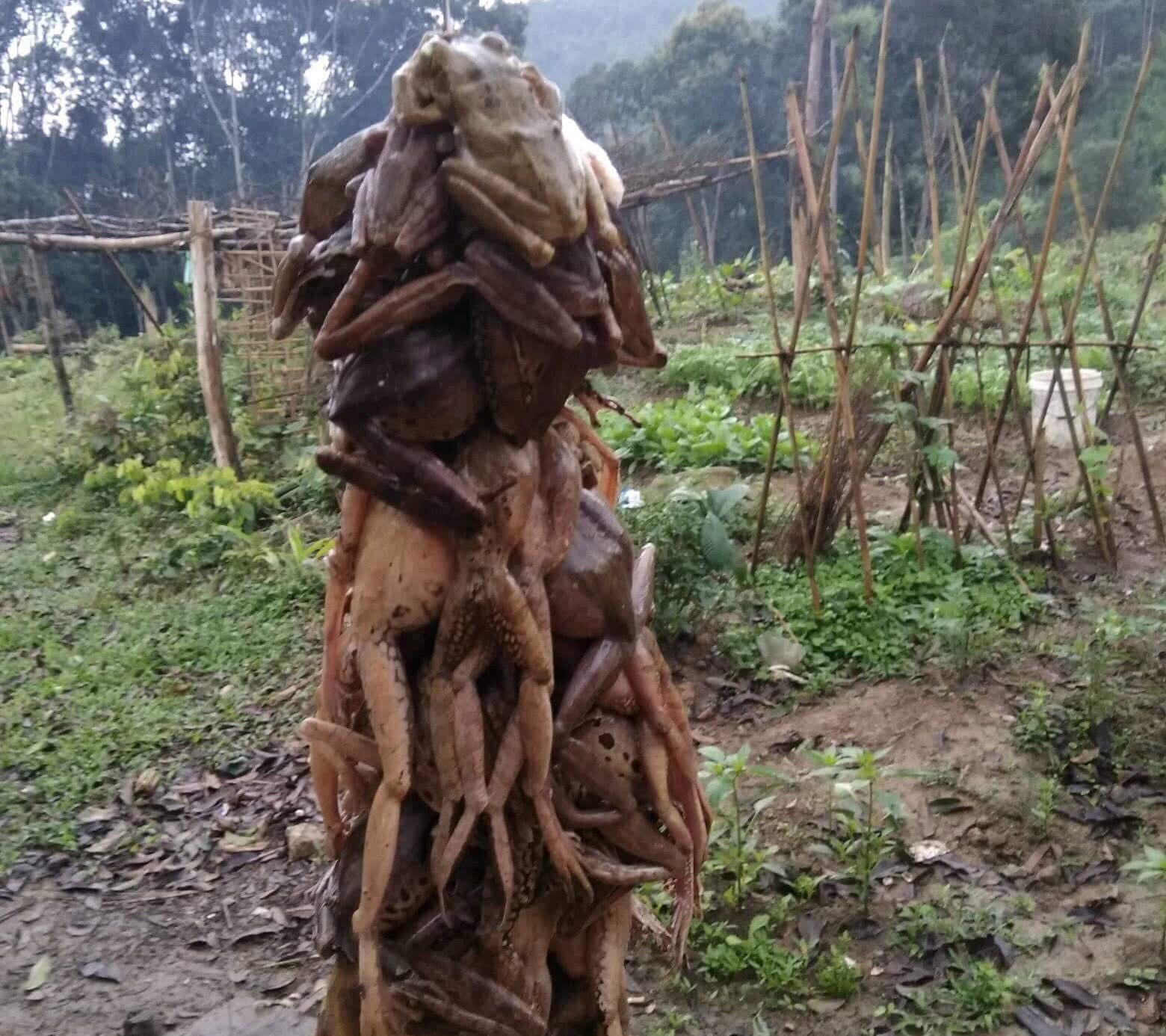 Hiện chàng tươi được bán với giá 50.000 - 80.000 đồng/ kg. Ảnh: Bảo Hân