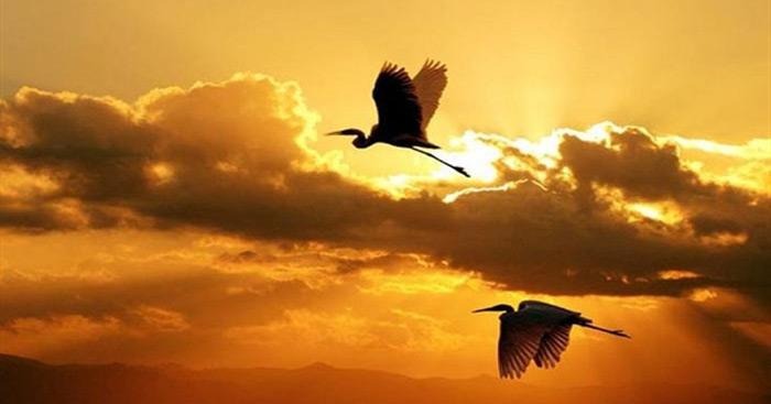 Văn mẫu lớp 11: Cảm nhận bài thơ Chiều tối của Hồ Chí Minh (Dàn ý + 11 mẫu) Cảm nhận của anh chị về bài thơ Chiều tối